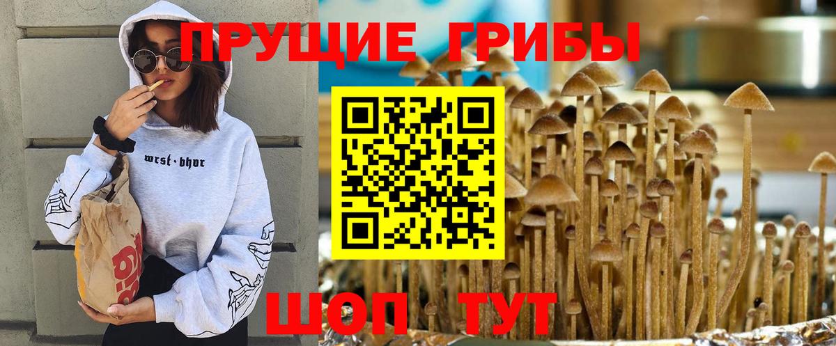 Галлюциногенные грибы Psilocybine cubensis Обнинск
